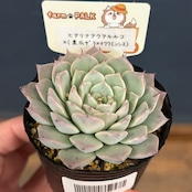 farmPALKさん苗 エケベリア ヒアリナアウラルルコ × (黒爪ザラ × チワワエンシス)【】