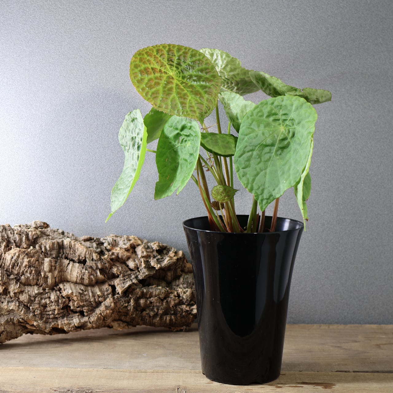 522『原種ベゴニア フートエンシス』観葉植物【送料無料】 | MARX