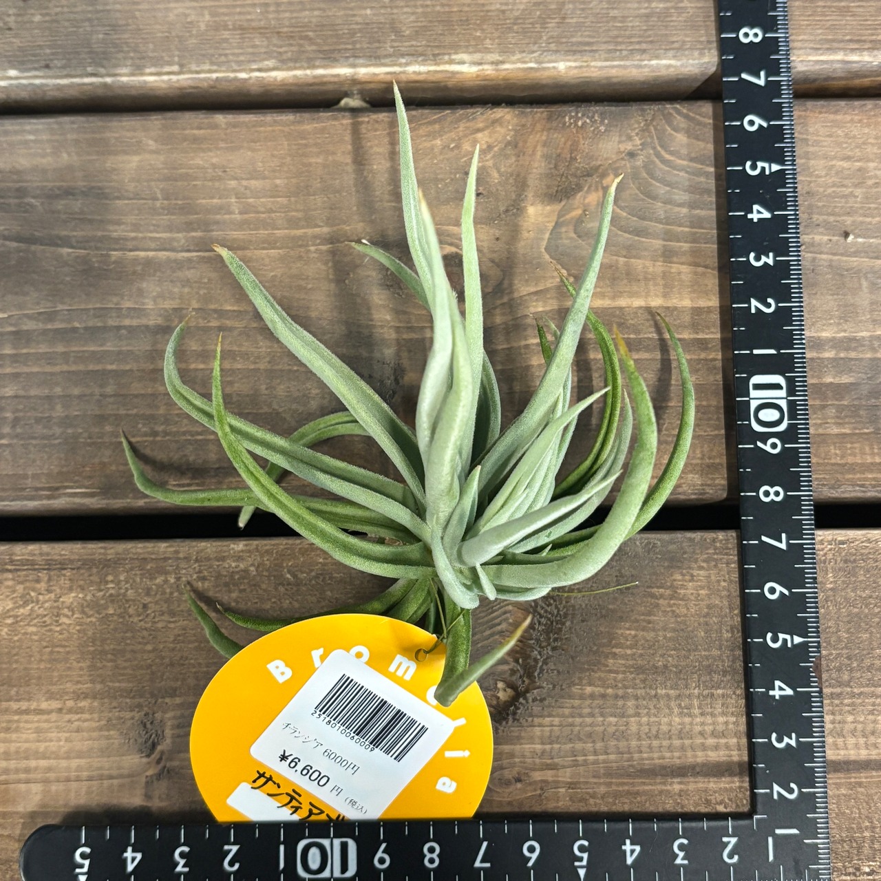 チランジア　サンティアゴエンシス【341】