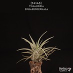 【送料無料】sphaerocephala〔エアプランツ〕現品発送T4148