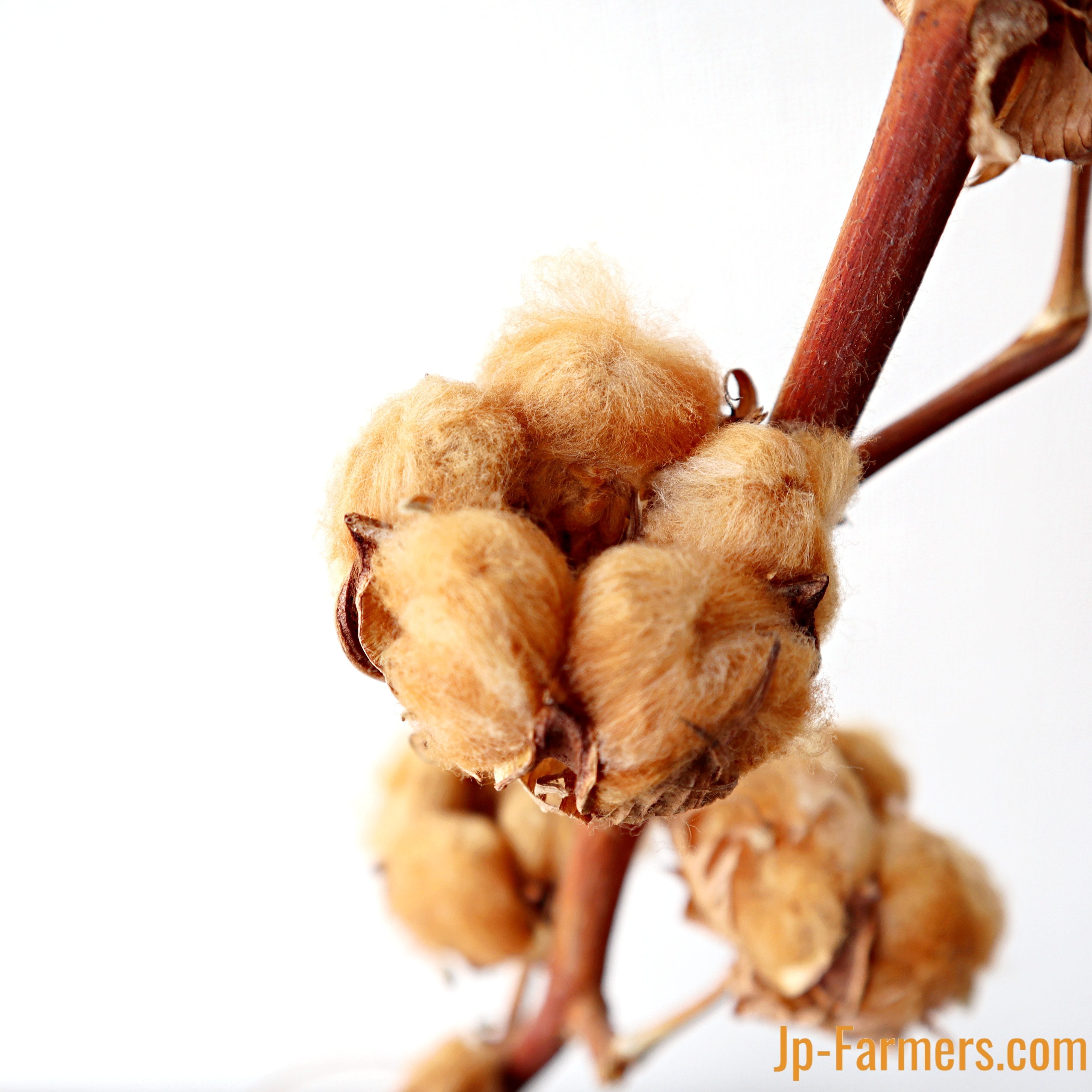 3本で ふわもこコットンフラワー ブラウン | 新鮮お花問屋 Jp-Farmers.com