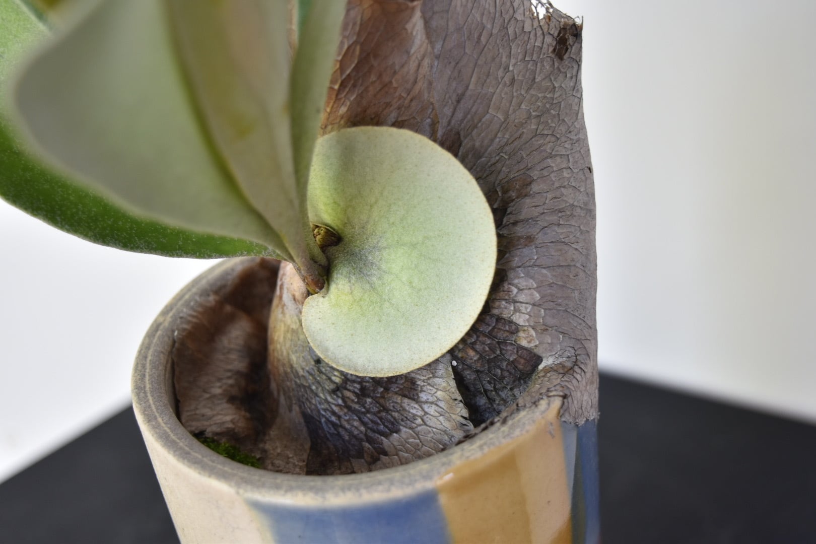 敬老の日に】ビカクシダ鉢植え/コウモリラン | GraceUp_Green