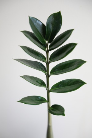 【M】ザミオクルカス ザミフォーリア/Zamioculcas zamifolia 　※陶器鉢付き