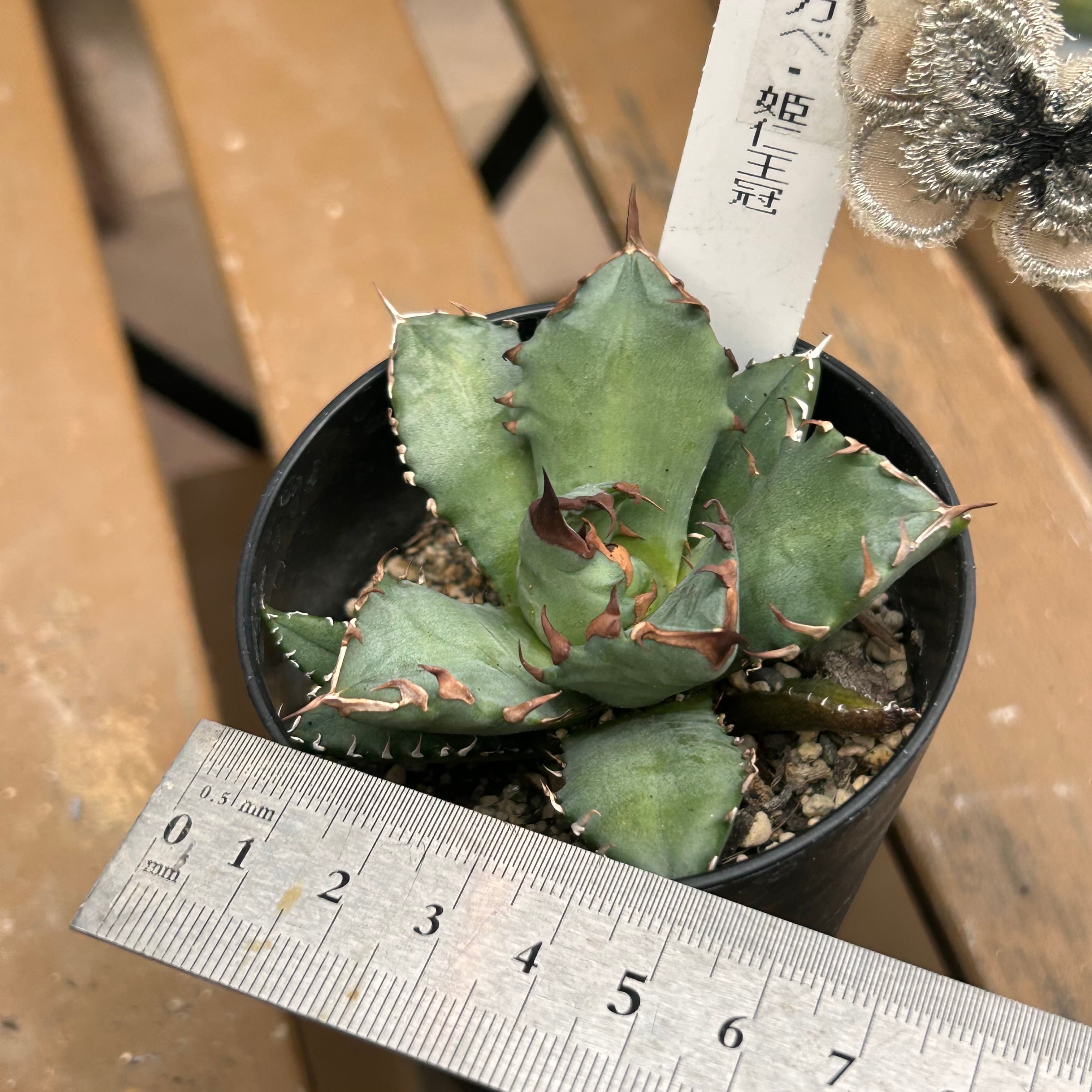 T)アガベ 姫仁王冠 | RuPo 多肉植物専門店