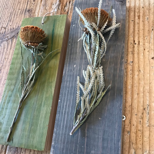 植物標本　ドライアンドラ