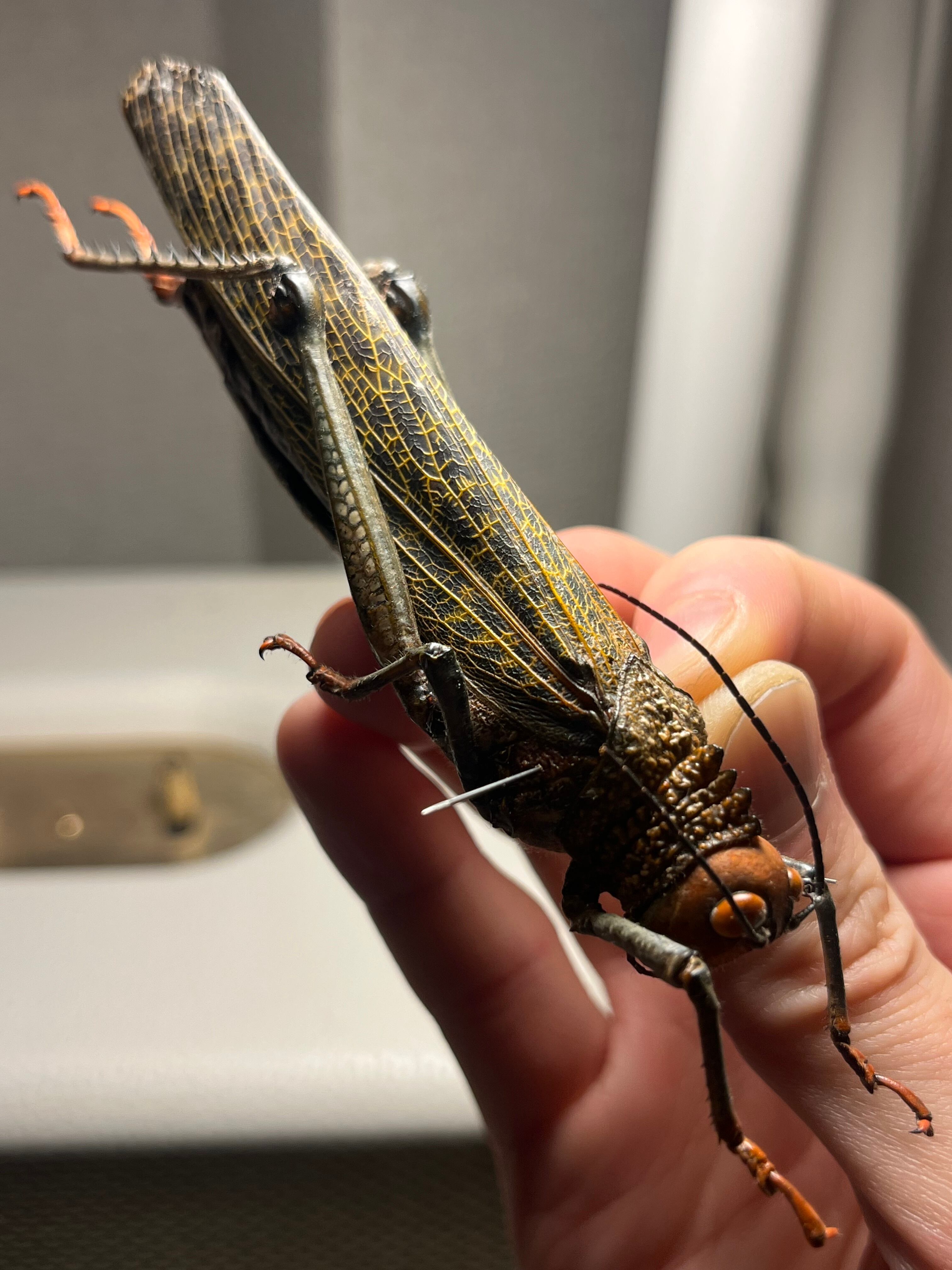飛蝗最大種】シタベニオオバッタ 昆虫標本 直翅類 カマキリ マンティス