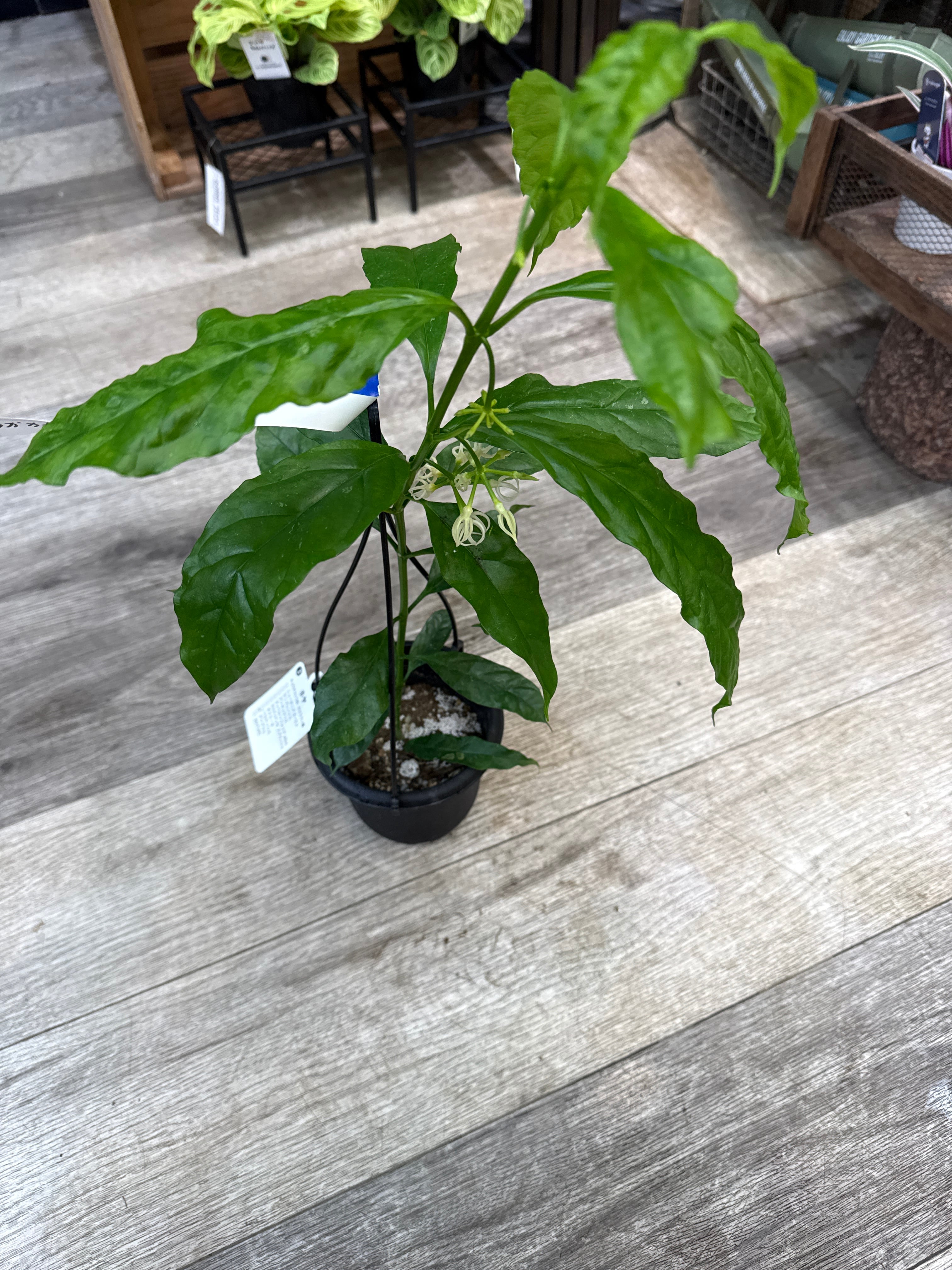 希少！ホヤ デシプラエ | Gardenえん 【観葉熱帯植物】