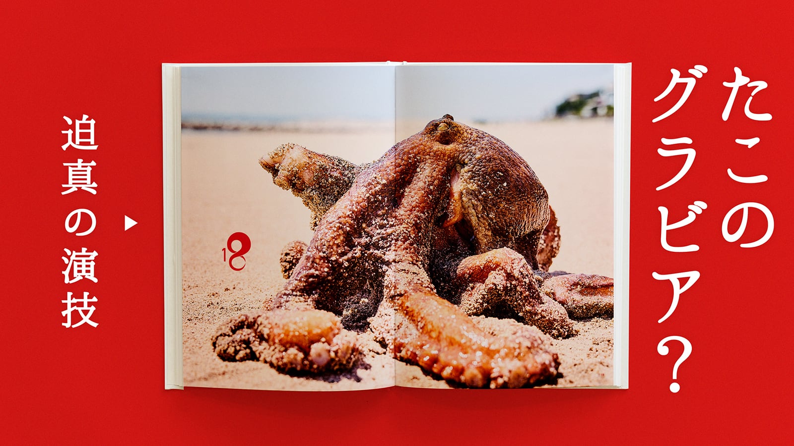 グラビア写真集】たこ88 | 令和のタコ 金楠水産