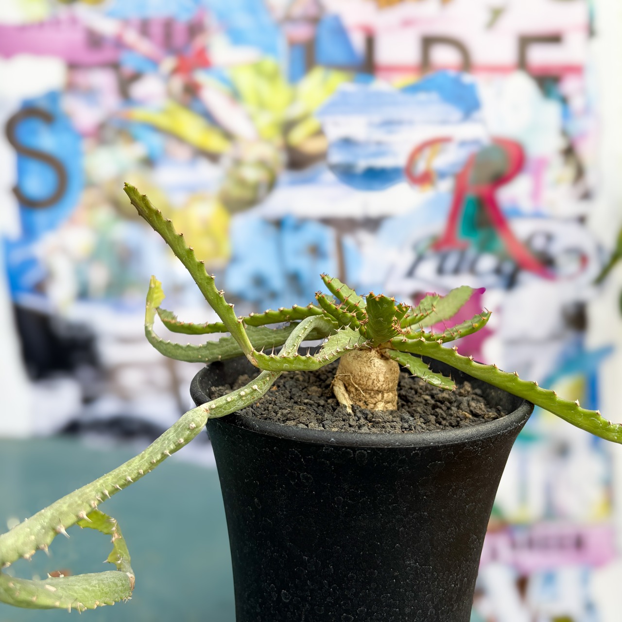 Euphorbia stellata【ユーフォルビア・飛竜・実生】