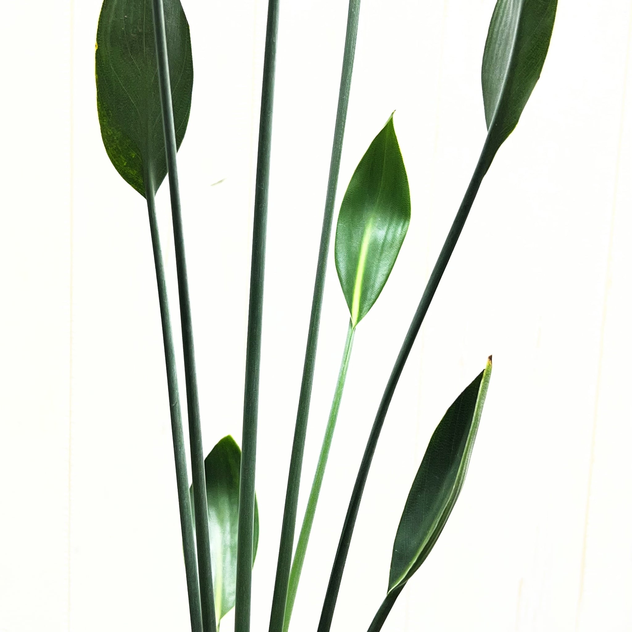 ストレリチア ユンケア ノンリーフ セメント鉢植え 受け皿付き