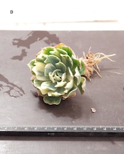 発根済カット苗 ツナミ ストライプ錦 セレクト Echeveria 'Tsunami' Striata
