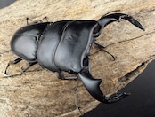 【WD】《ダイオウヒラタ 西ジャワ産 76.5mm ペア》