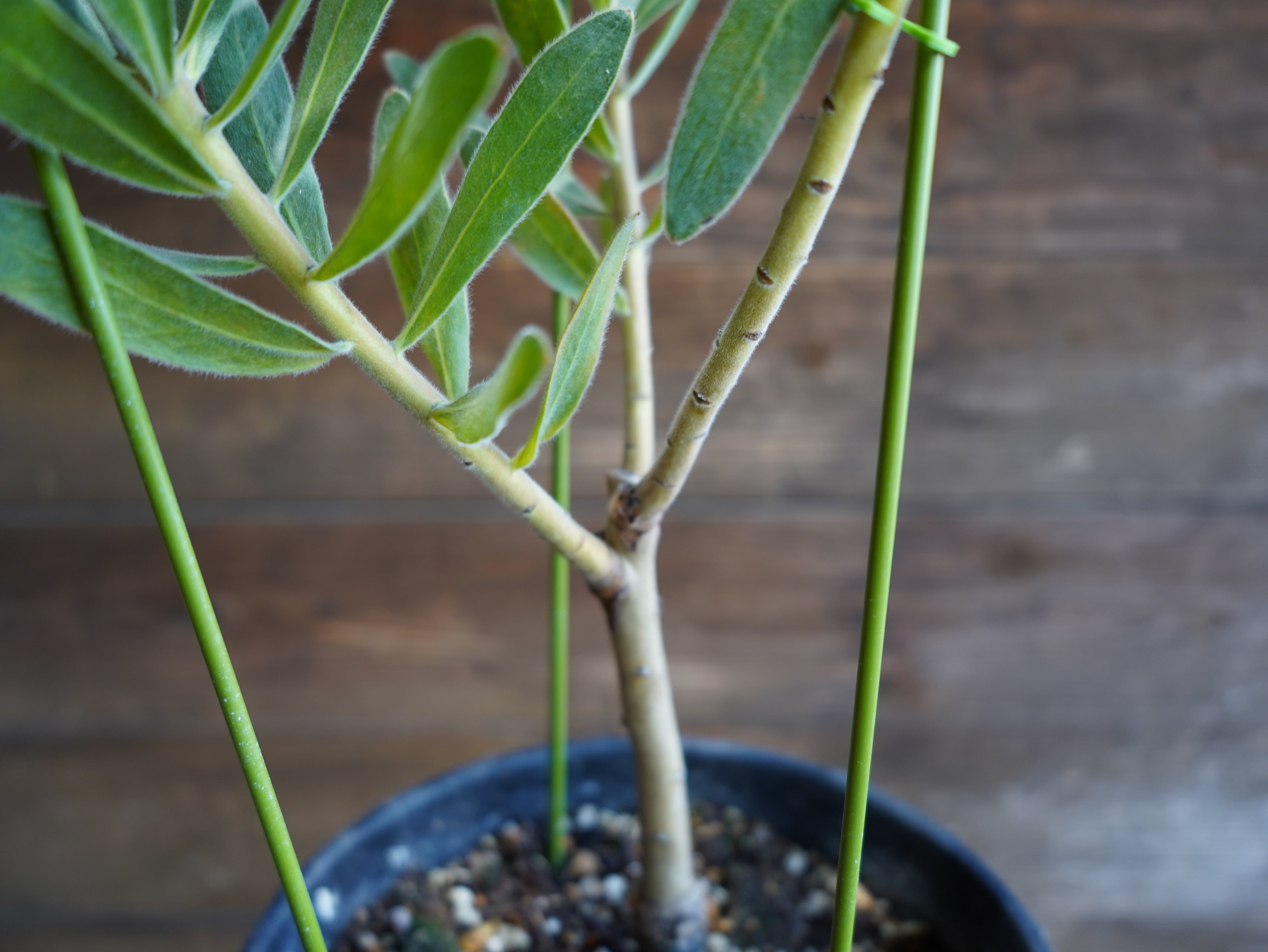 【現物】プロテア  "オーストラリスアイス"