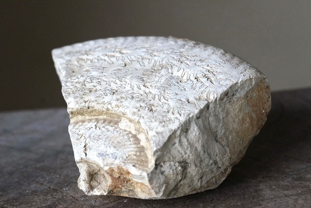 イギリス産アンモナイト化石　 Ammonite Fossil