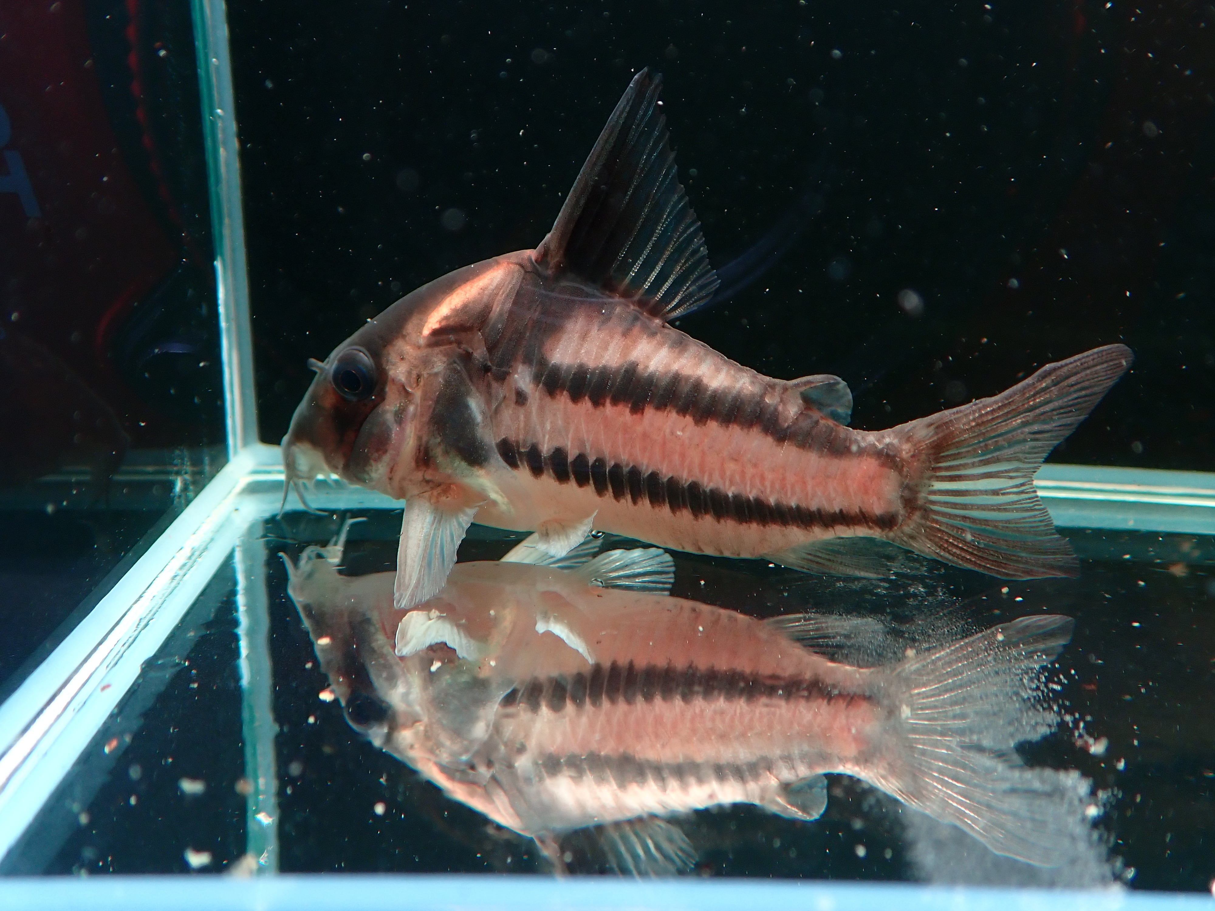 コリドラス スーパーパラレウス