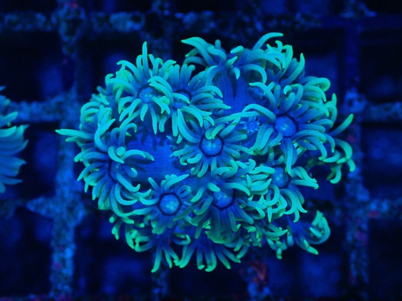 Goniopora GreenBlue FromAustralia 7