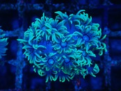 Goniopora GreenBlue FromAustralia 7