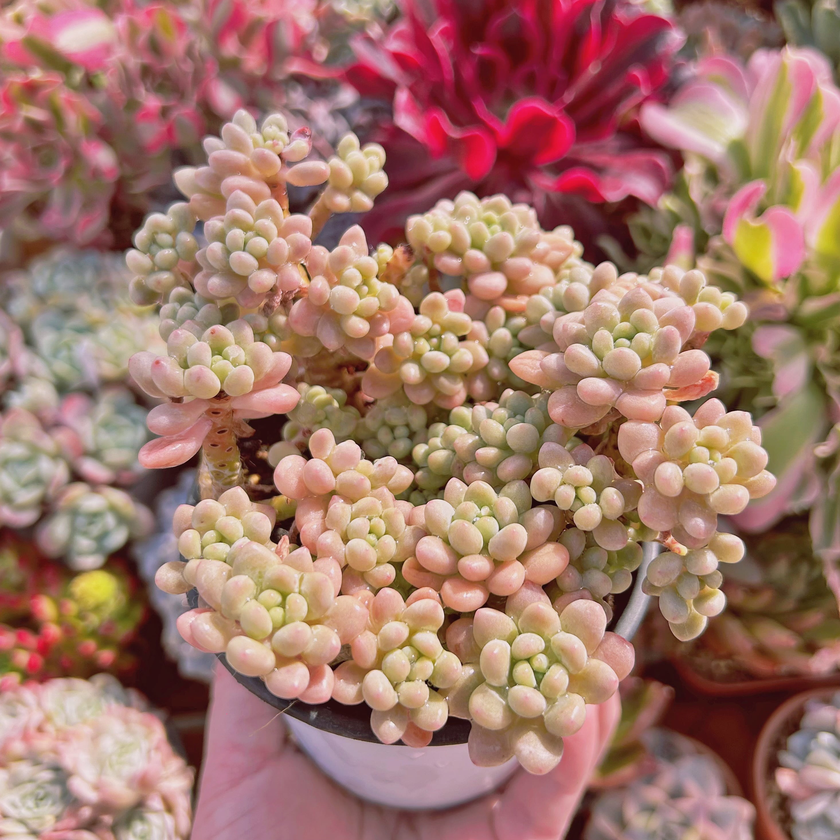 現品.大株多肉植物 花サボテン 多肉植物 大輪花サボテン ピンクロココ