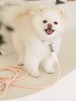 即納【stroll】Rope Leash Classic (Coral)