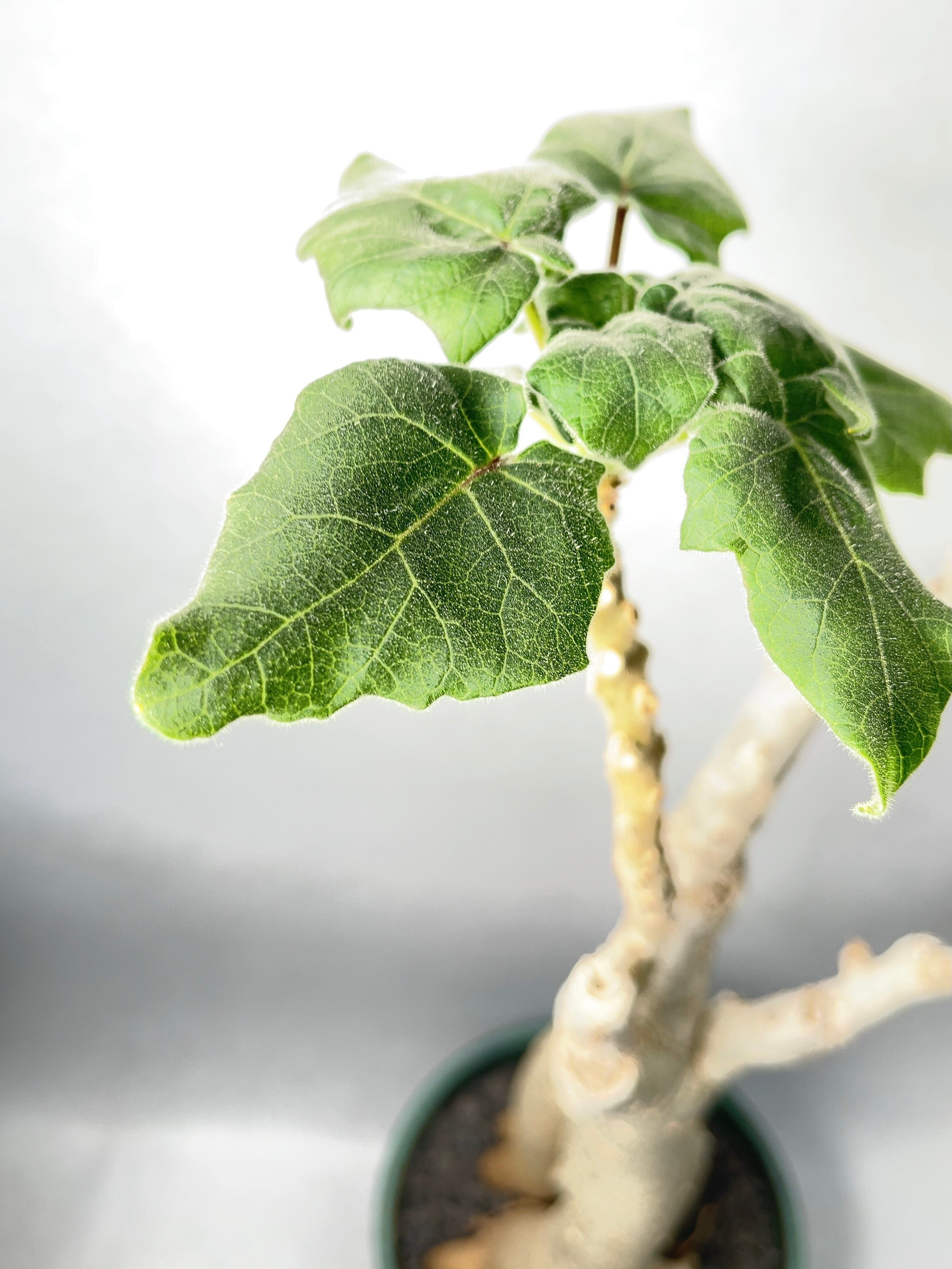 ウンカリナ・グランディディエリ | trigger