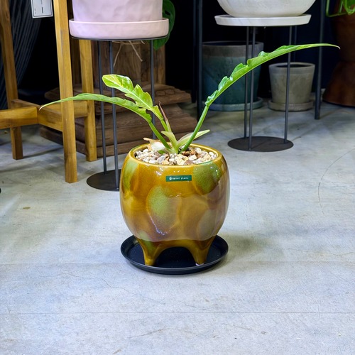 フィロデンドロン・リングオブファイアー