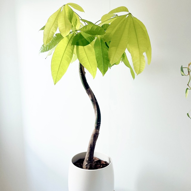《希少》 パキラ レモンライム 接木 陶器鉢 Lサイズ 観葉植物 calm cafe