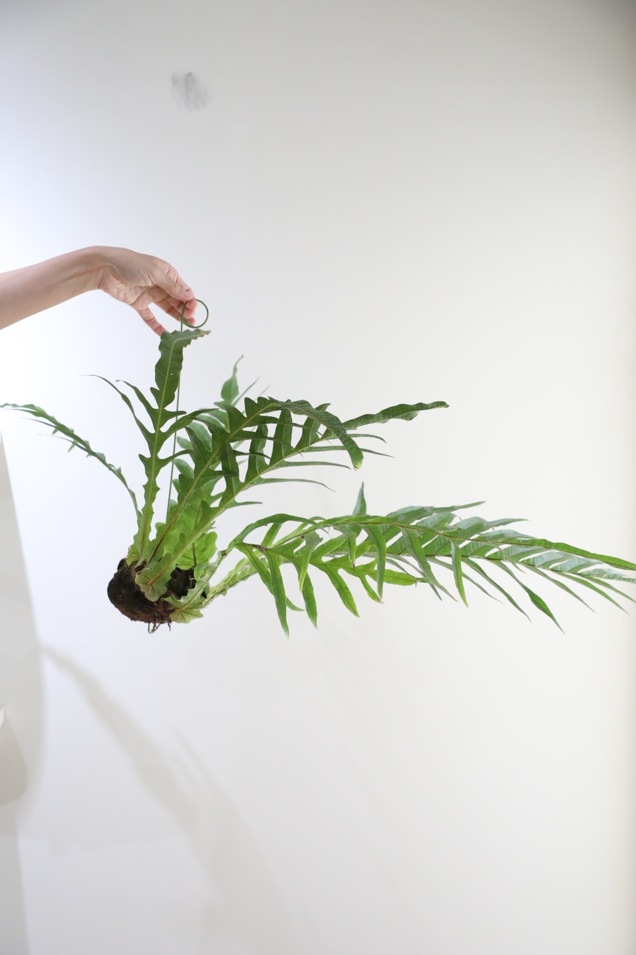 【M】アグラオモルファ コロナンス 苔玉　※ハンギング付き
