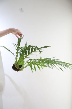 【M】アグラオモルファ コロナンス 苔玉　※ハンギング付き