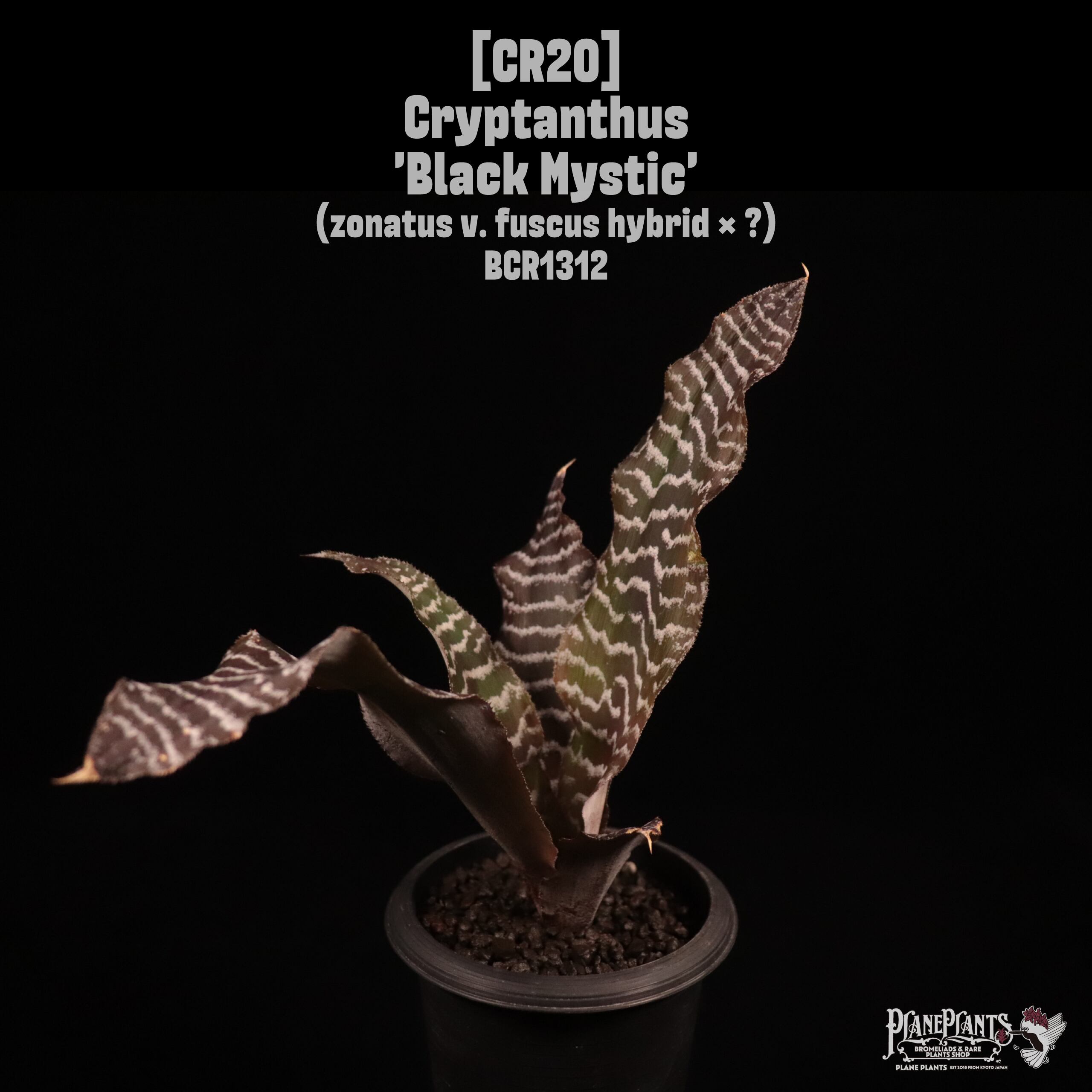 Request】Cryptanthus 'Black Magic'〔クリプタンサス〕現品発送CR006