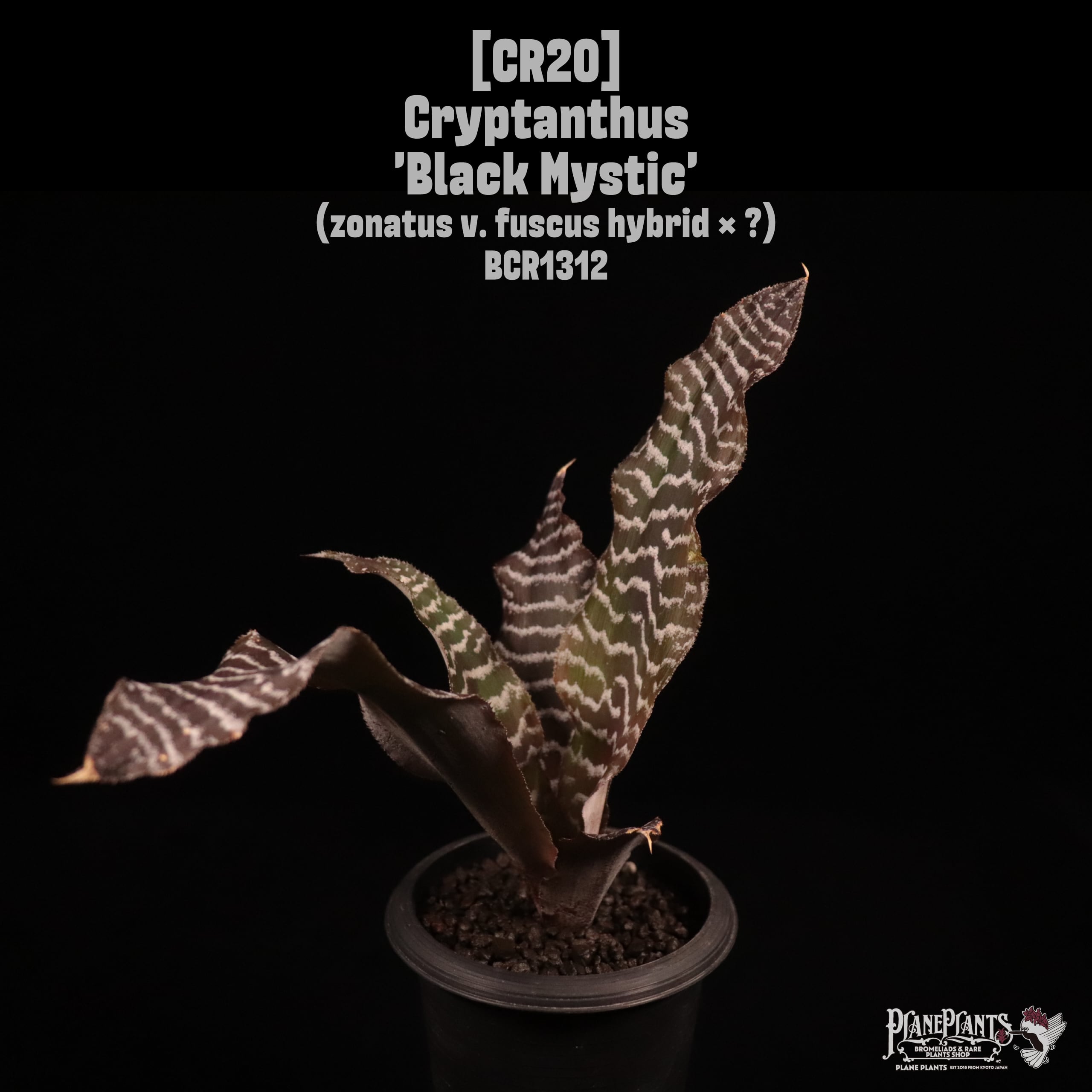 Cryptanthus 'Black Mystic'〔クリプタンサス〕CR20