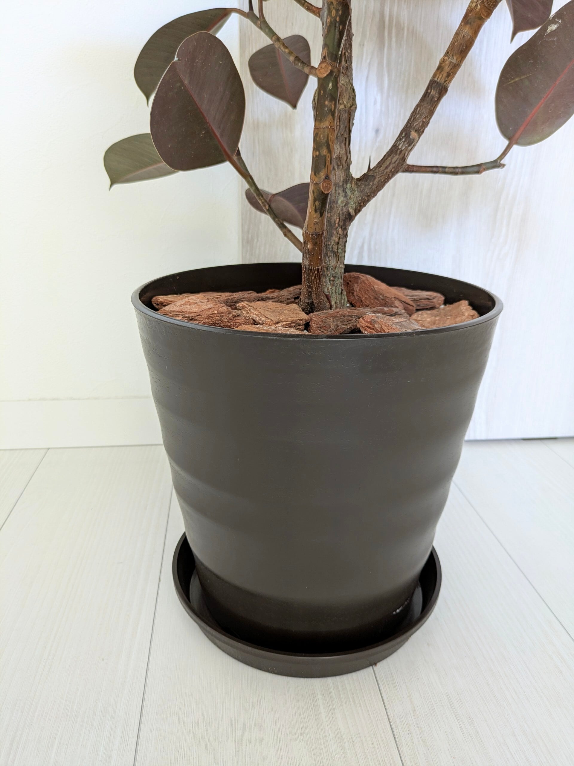 観葉植物》 フィカス・バーガンディ 8号 受け皿付き | 札幌 花屋