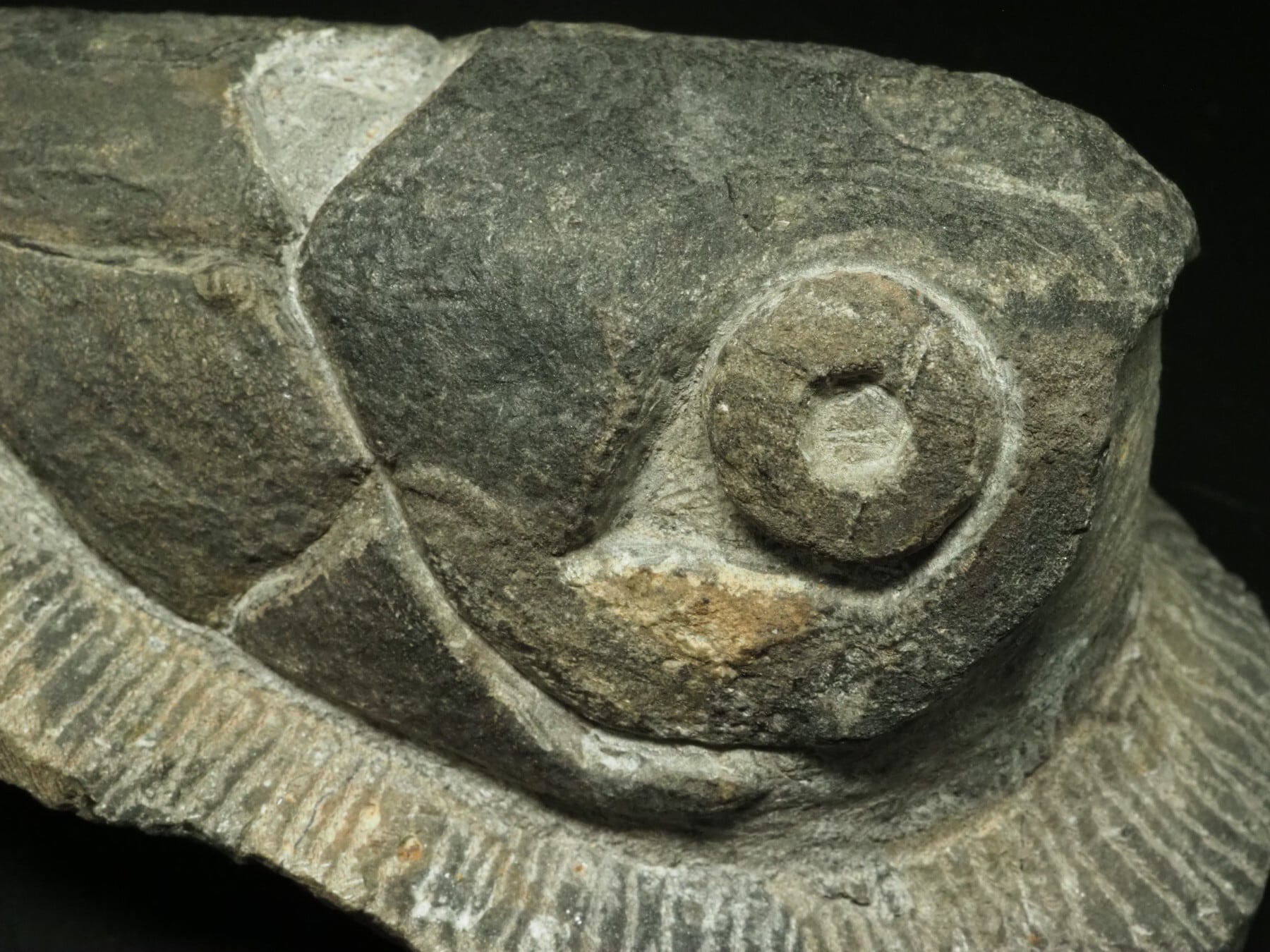 エンセオステウス　placoderm fish　化石 おまけ付き エンセオステウス001｜恐竜・化石グッズの専門店 ふぉっしる