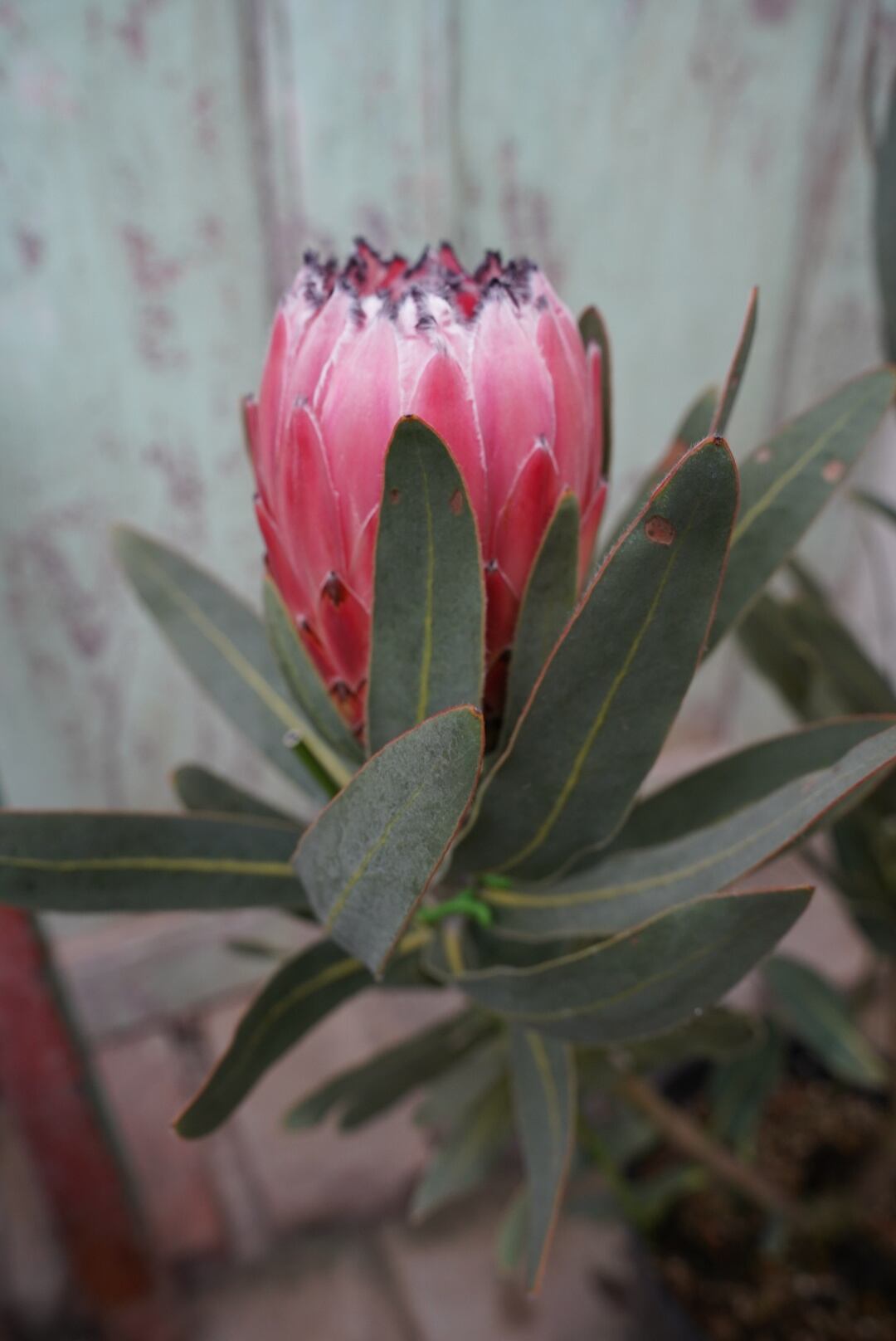 プロテア　オーストラリスピンク2 プロテア オーストラリスピンク（2F） | 沼ノ上農園