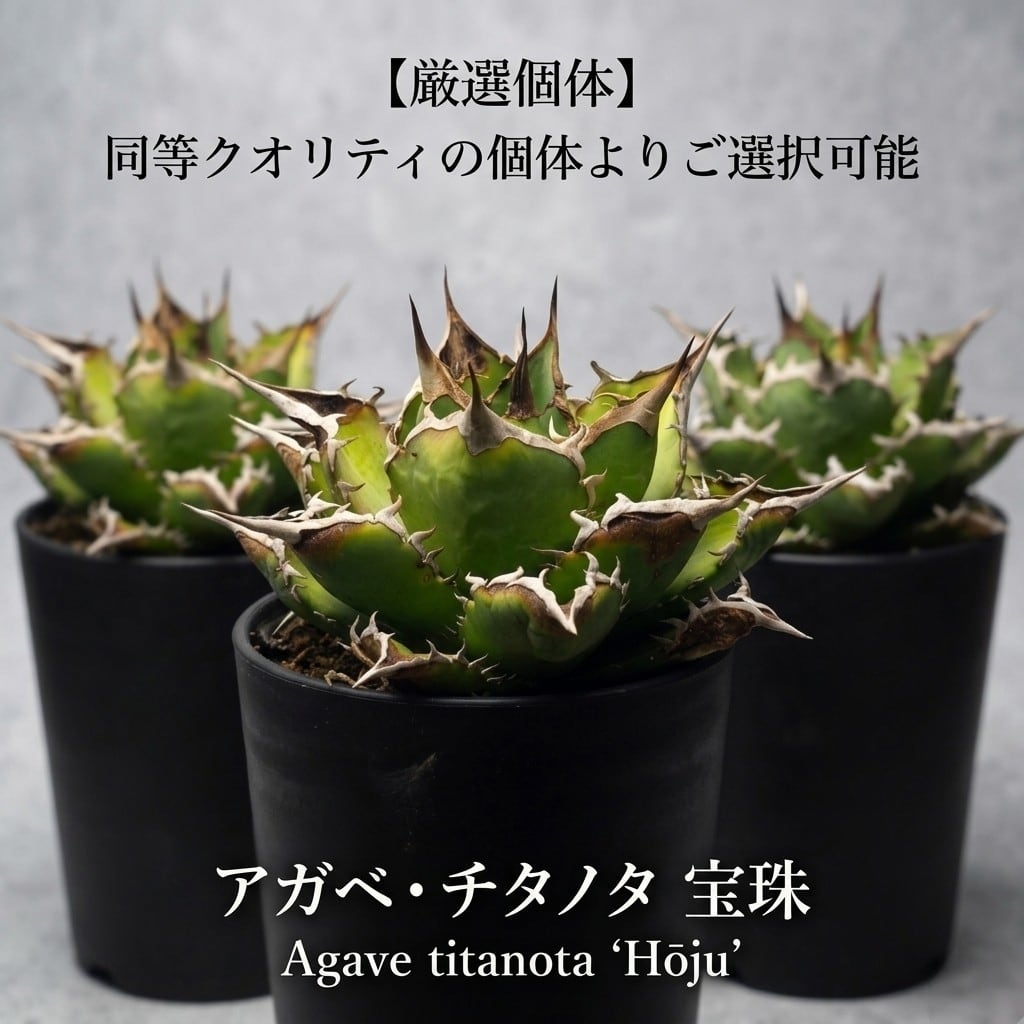 アガベ チタノタ 阿修羅 (Agave titanota 'Asura') | BRIDGE GARDEN