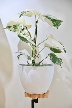 【M】【希少】モンステラ ボルシギアナ バリエガータ/Monstera borsigiana variegata ※ホワイトエコポット付き