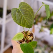 Anthurium Queen of Heart / アンスリウム クイーン オブ ハート⑲ / 観葉植物<育て方・花言葉>