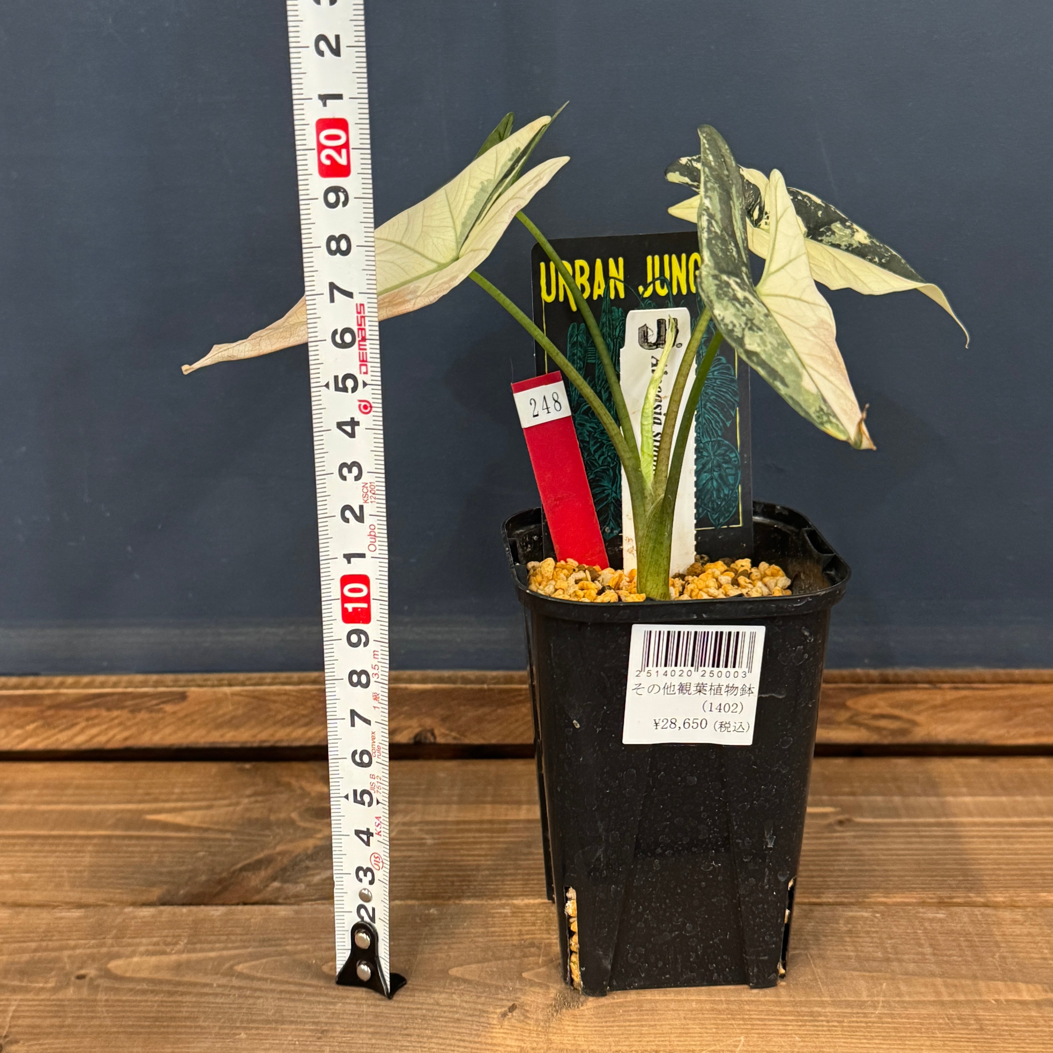 アロカシア シンポ アルボマルギナータ【248】 | PROTOLEAF プロトリーフ