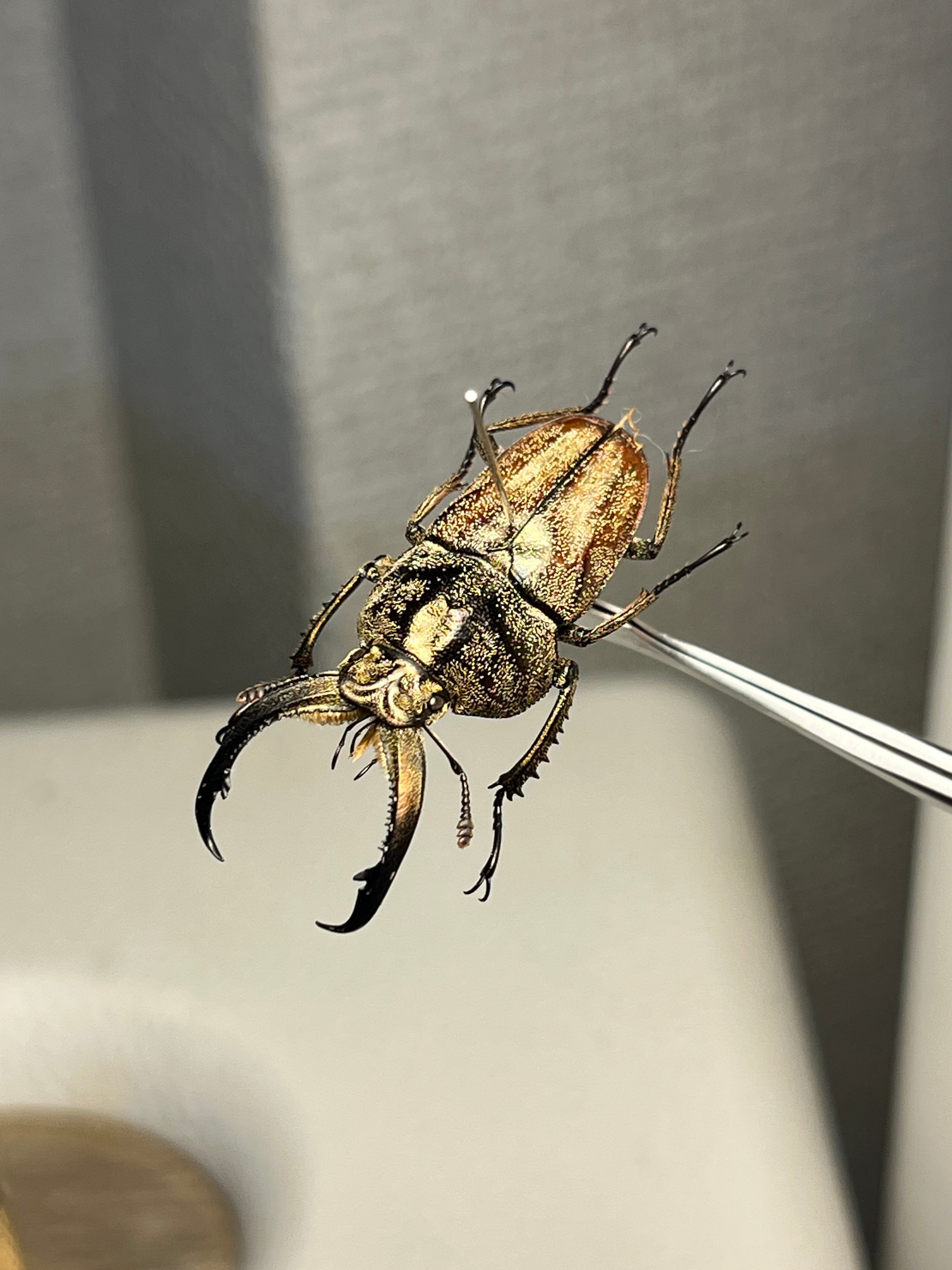 【34mm♂】リンデコフキクワガタ 標本 ババオウゴンオニクワガタ ドウイロクワ 34mm♂】リンデコフキクワガタ 標本 ババオウゴンオニクワガタ ドウ