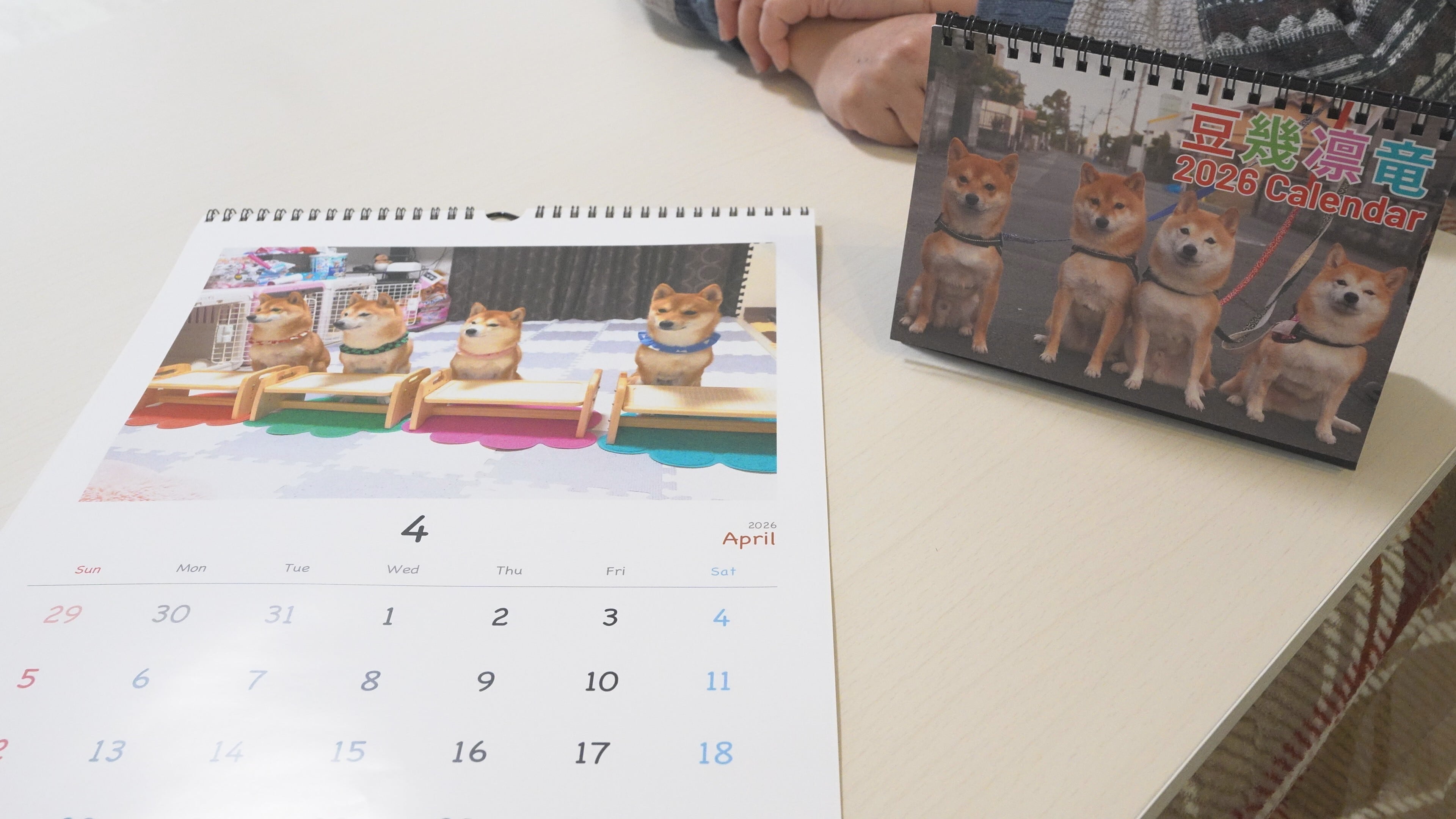 壁掛】豆柴おもしろ4兄妹 2026カレンダー | 豆柴おもしろ4兄妹