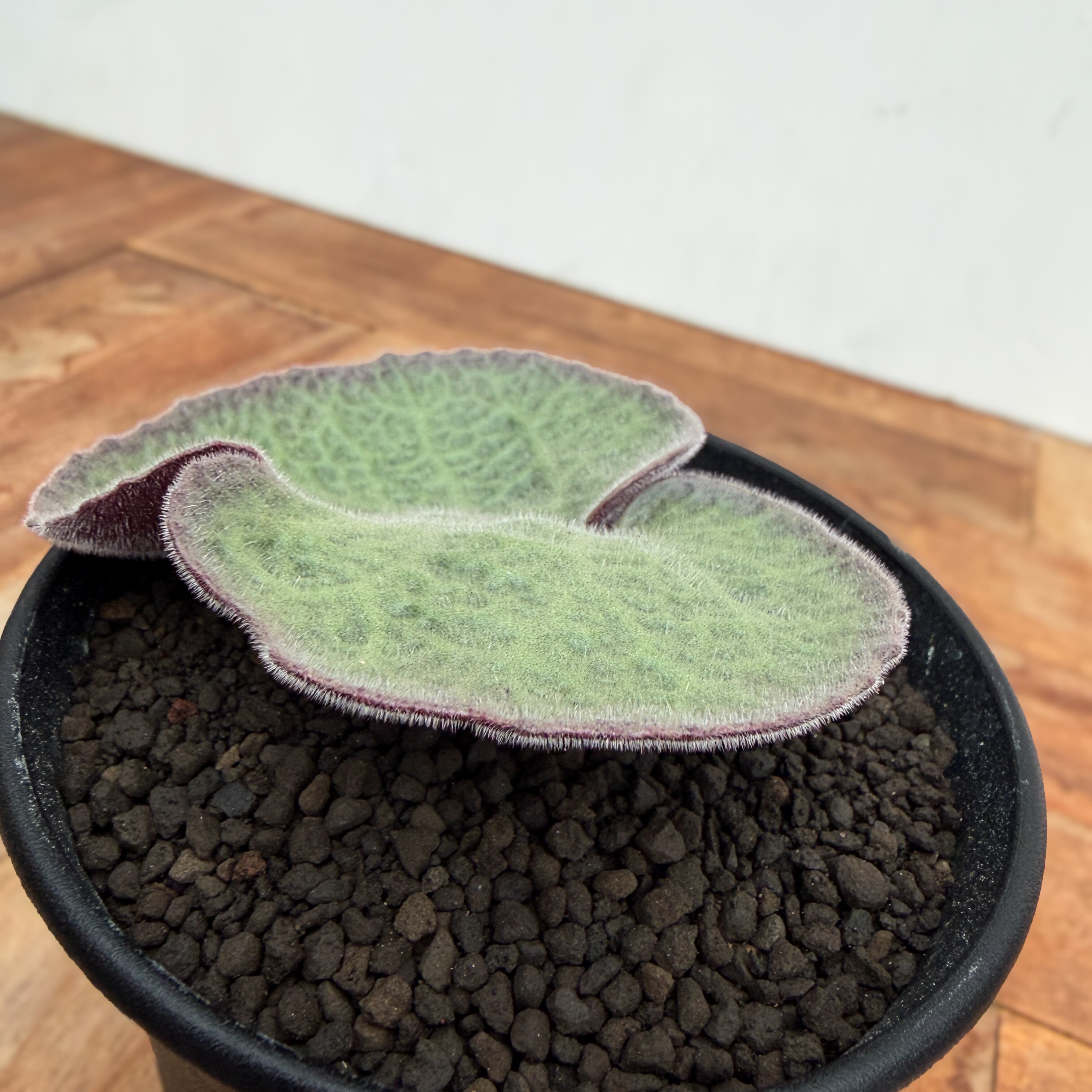 Tyrecodon singularis【チレコドン・シングラリス】 | RIMO'S GREEN