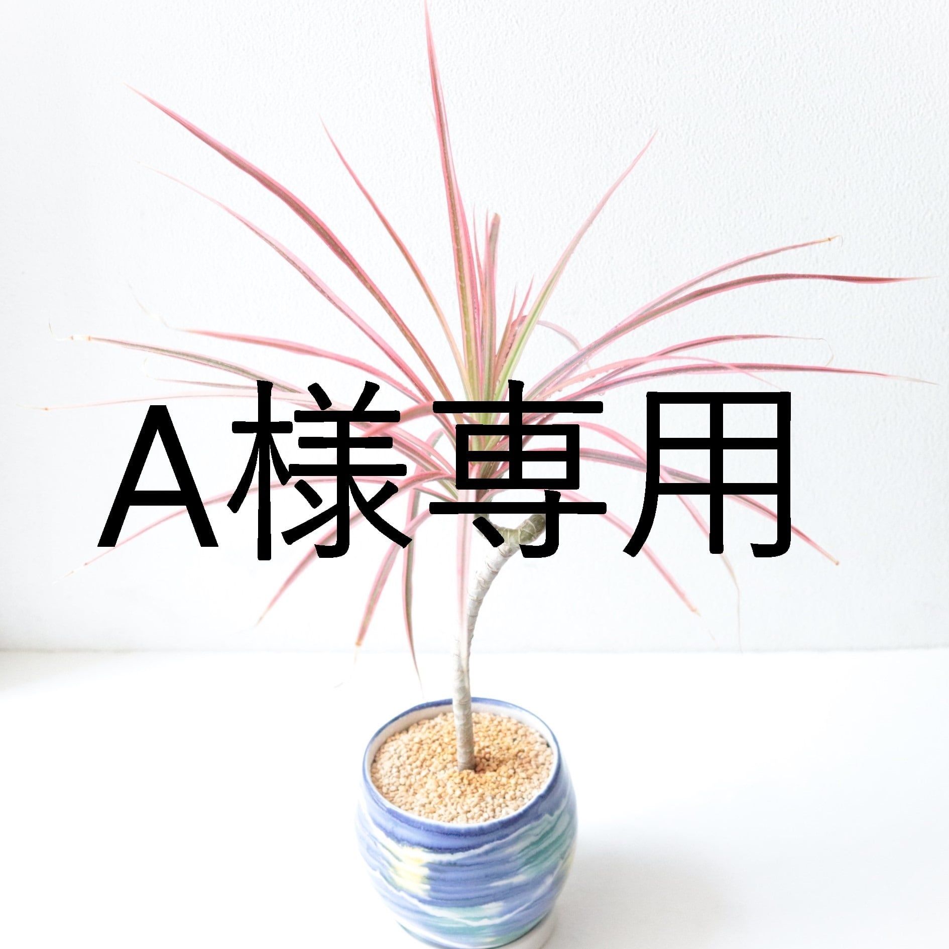 rainbow様専用 レインボー様専用！ レインボー様 専用ページ rainbow様