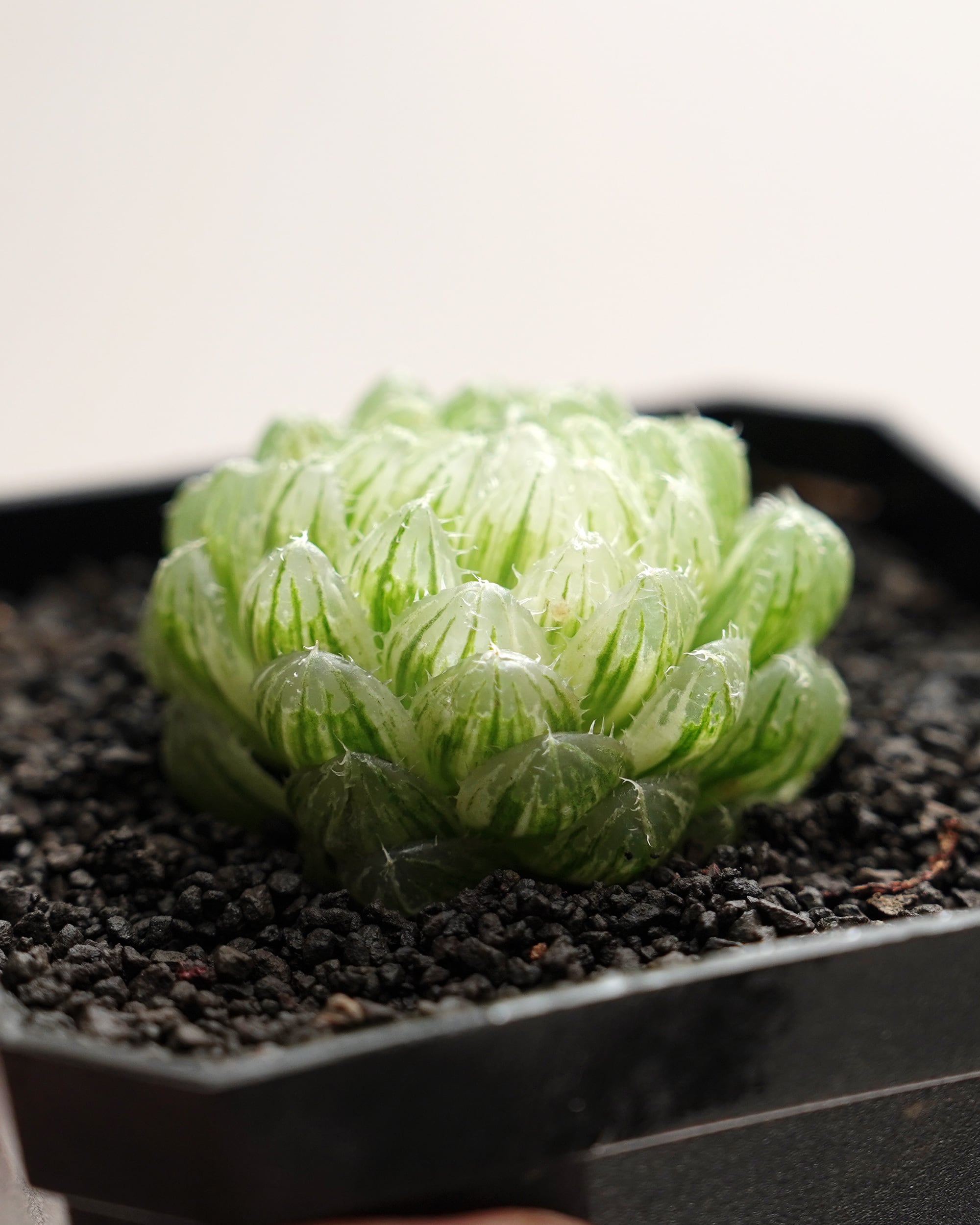 カット苗 ハオルチア 雲翠錦（エメラルドLED錦） Haworthia 'Emerald