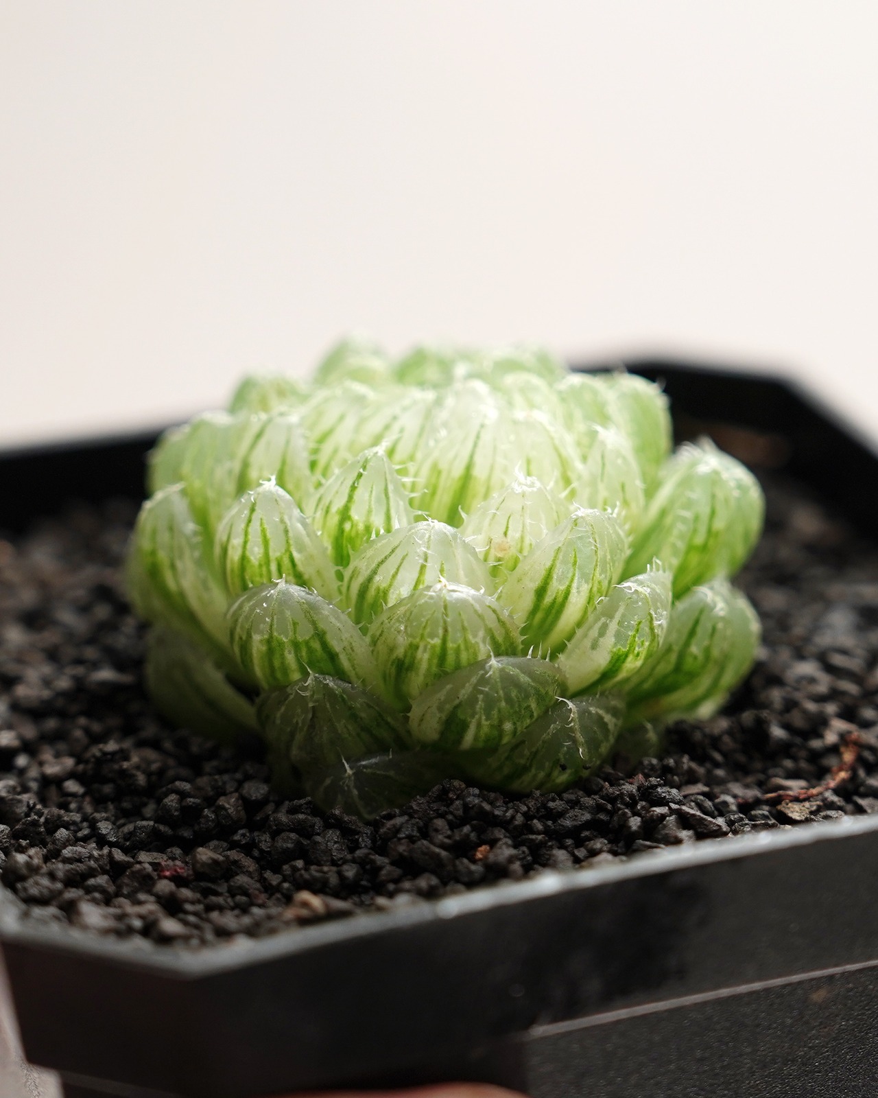 カット苗 ハオルチア 雲翠錦（エメラルドLED錦） Haworthia 'Emerald LED Variegated'