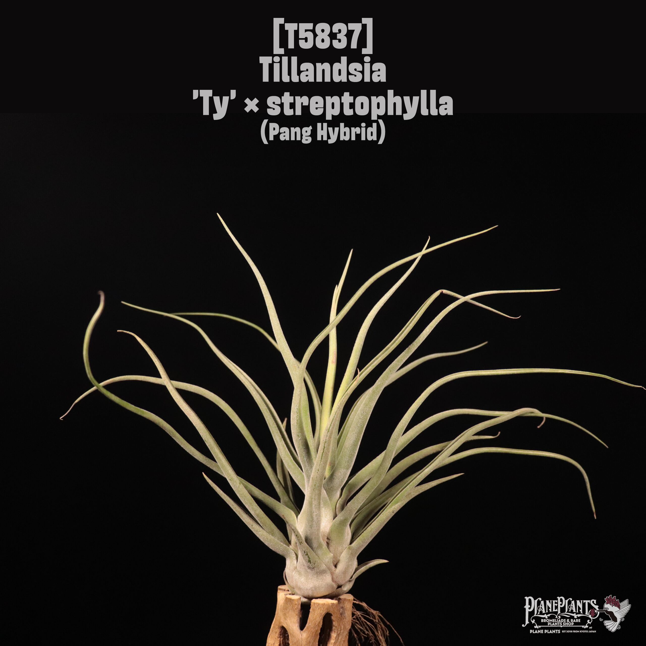 Tillandsia 'Ty' x streptophylla〔ティランジア〕T5837 | plane plants