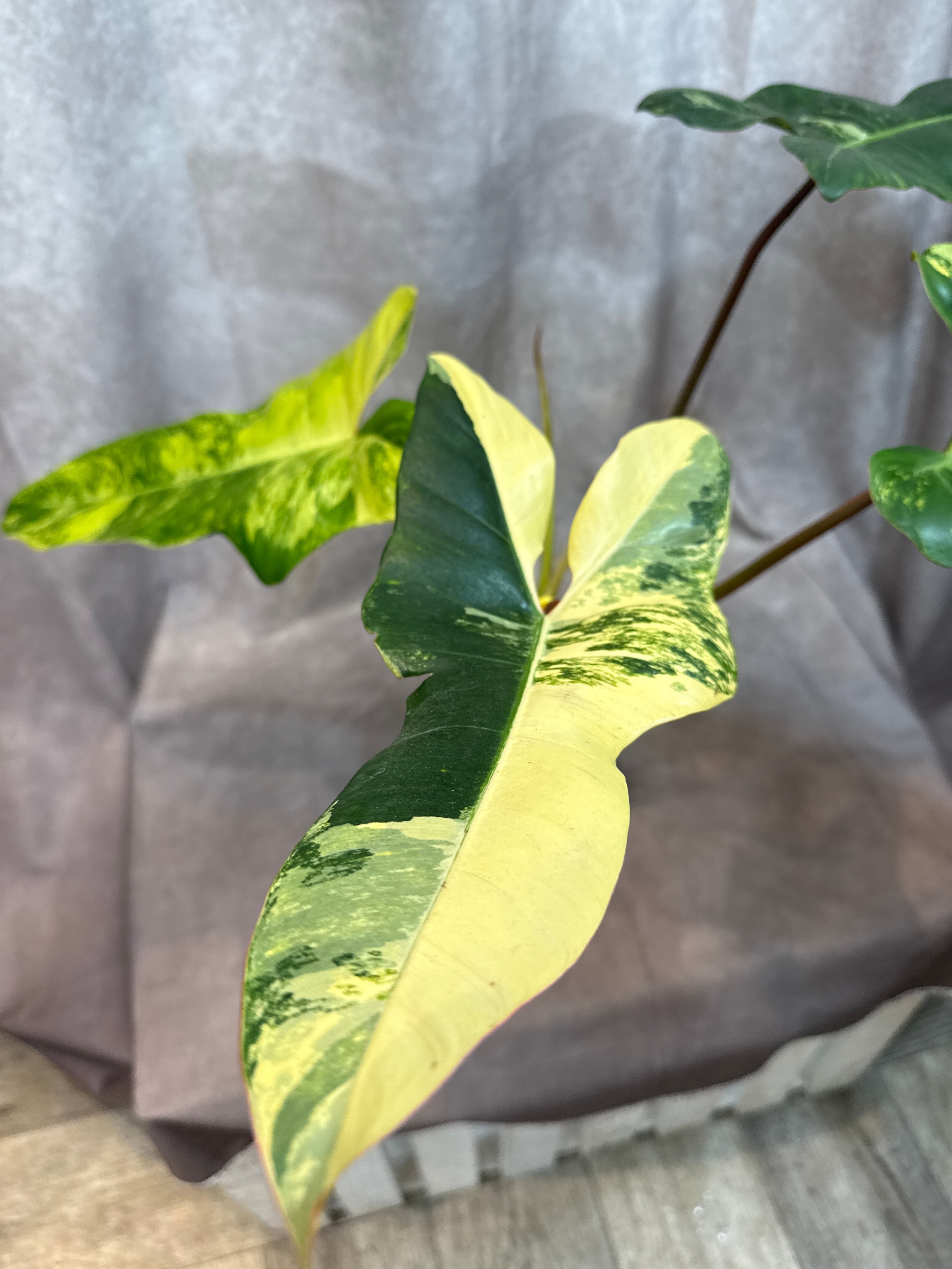 フィロデンドロン Philodendron Billietiae 斑入り フィロデンドロン