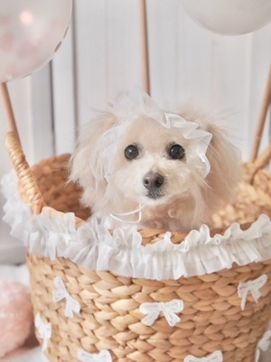即納販売　Snow Flower bonnet（スノーフラワーボネット）　帽子　韓国犬服　韓国ハンドメイド이쁘댕