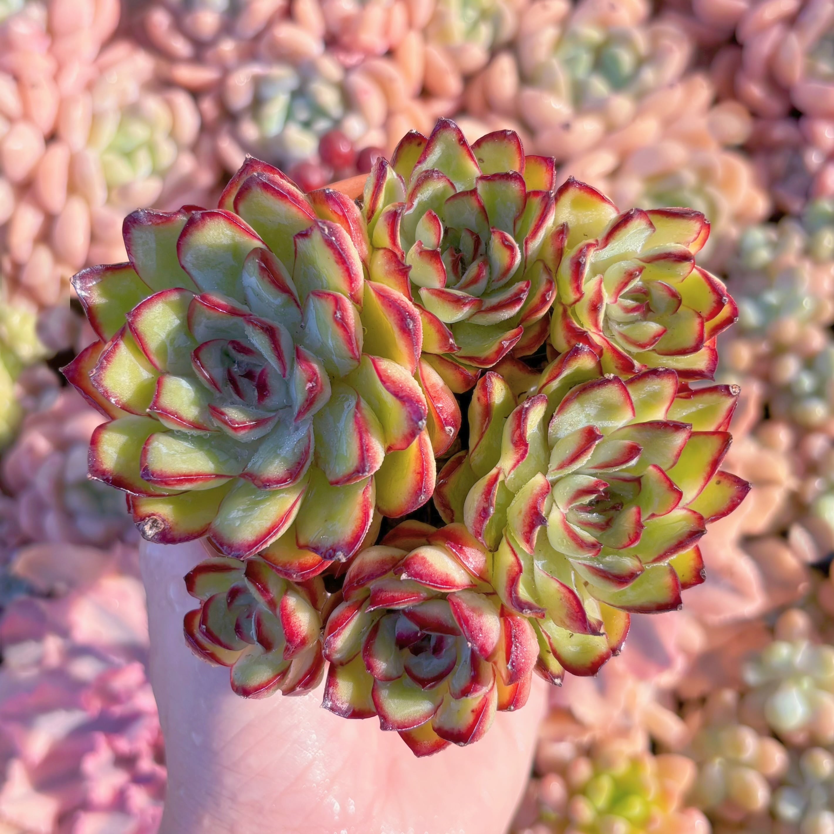 多肉植物　メキシコプリトニス(約6頭)　新入荷　るる農園