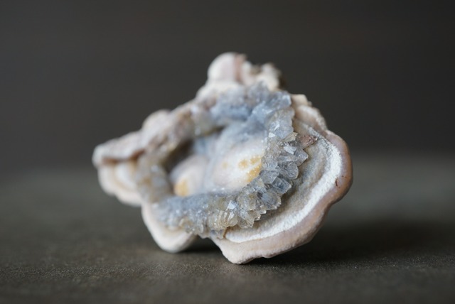 コンシャ・アゲート Concha Agate 1824