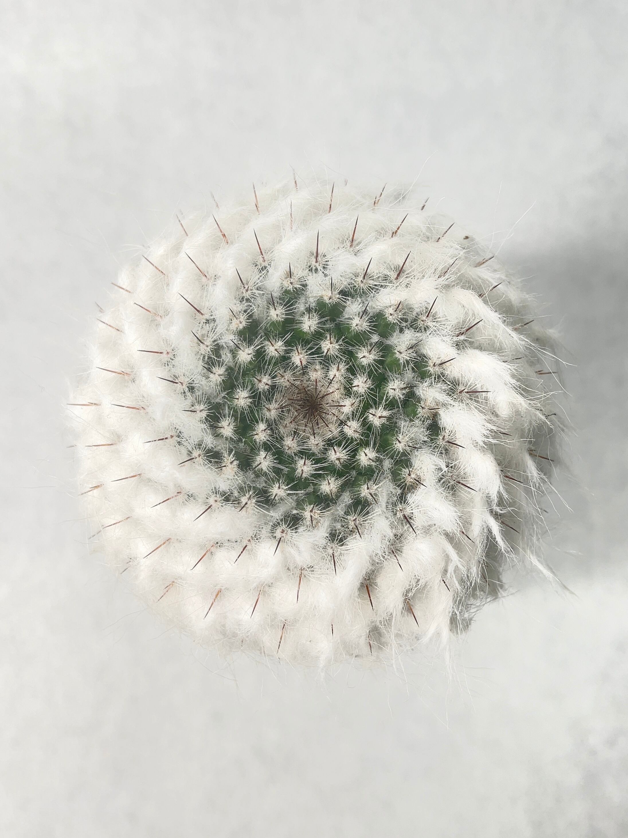 マミラリア・多毛銀河 | trigger