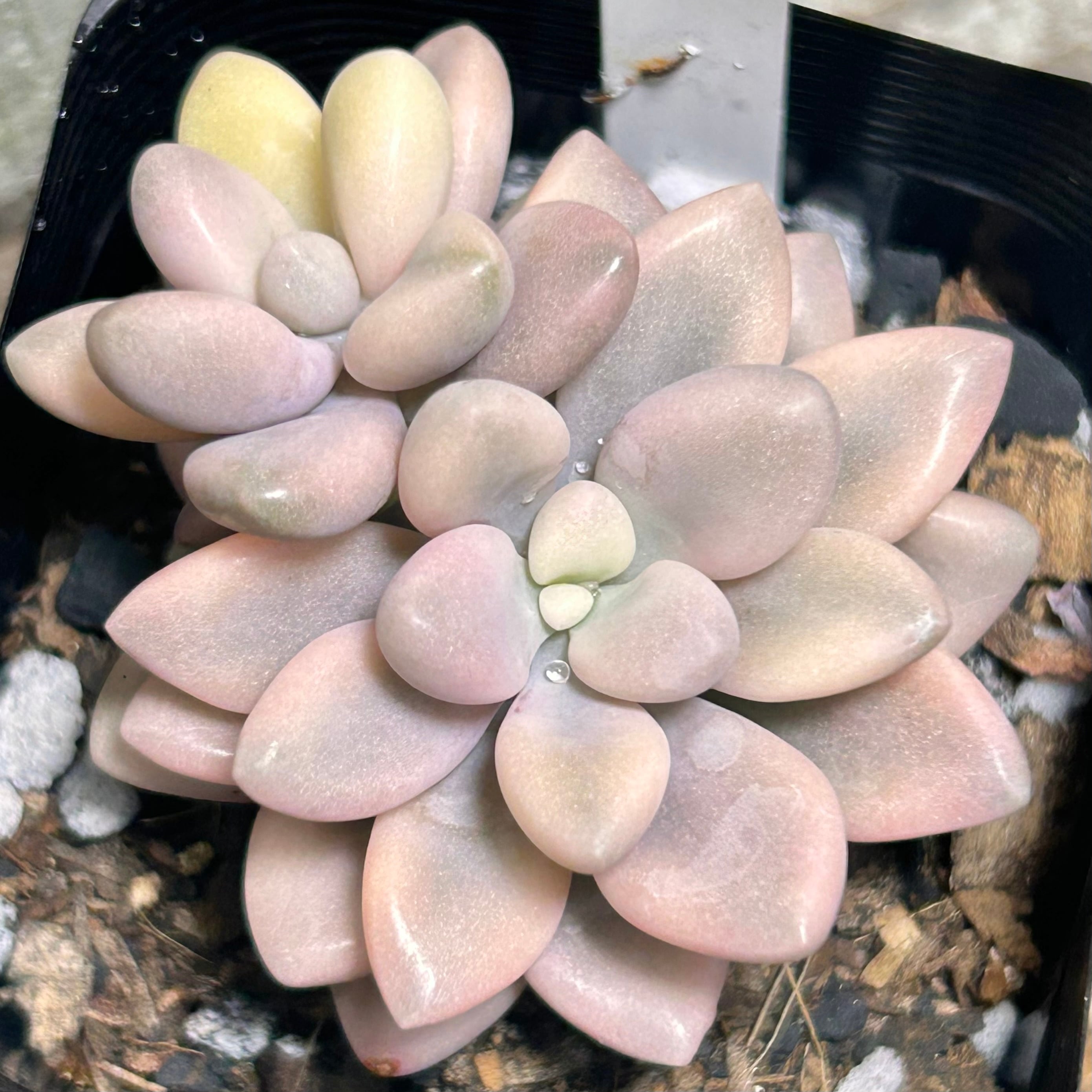 錦 | RuPo 多肉植物専門店